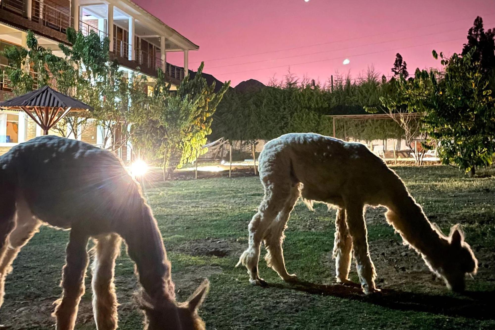 Runaway Eco Hotel Carhuaz Dış mekan fotoğraf