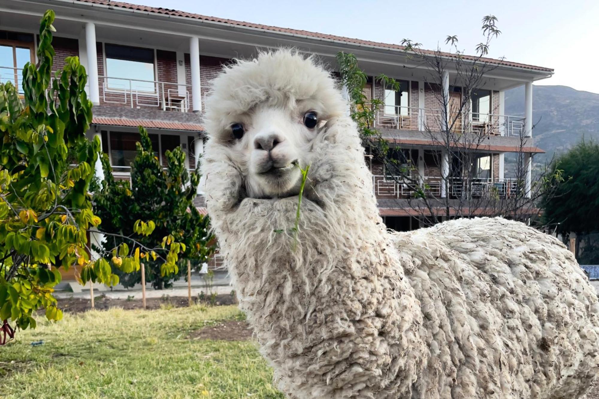 Runaway Eco Hotel Carhuaz Dış mekan fotoğraf